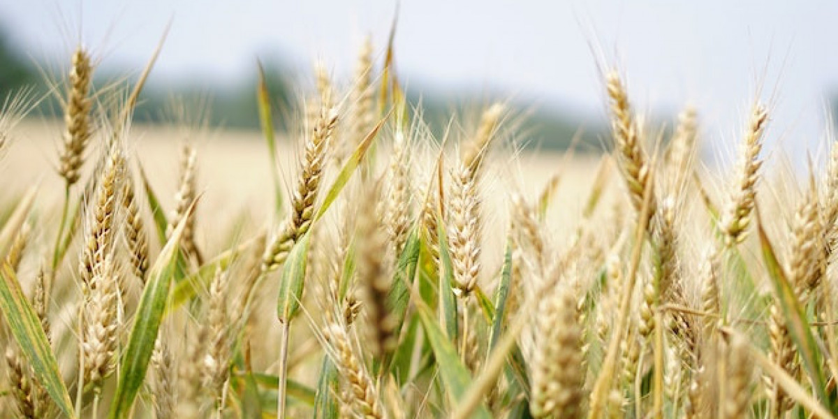Buğday Ne Zaman Sulanır? Buğday Nasıl Sulanır?