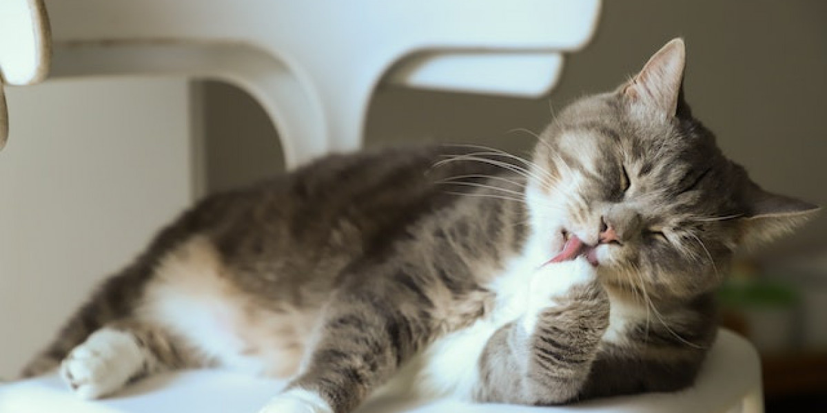 Kedilerde Diş Eti Hastalıkları Tedavisi? Kedilerde Diş Eti Yangısı Tedavisi?
