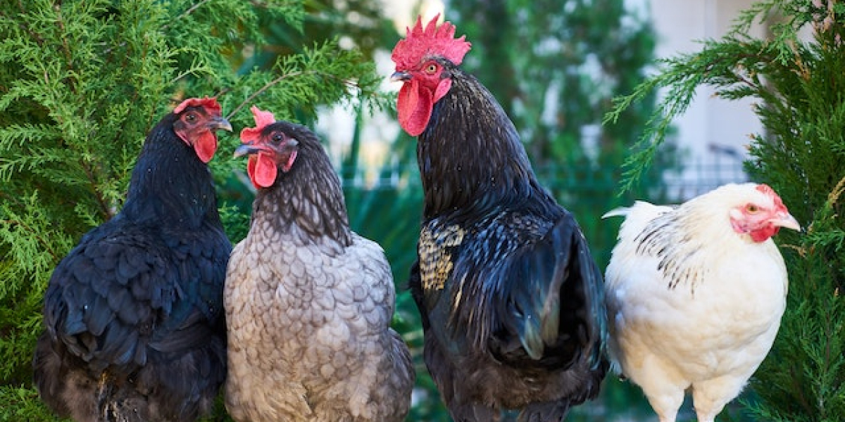 Tavuklar Hakkında Bilgi? Tavukların Özellikleri? Tavuklar Nasıl Bakılır?