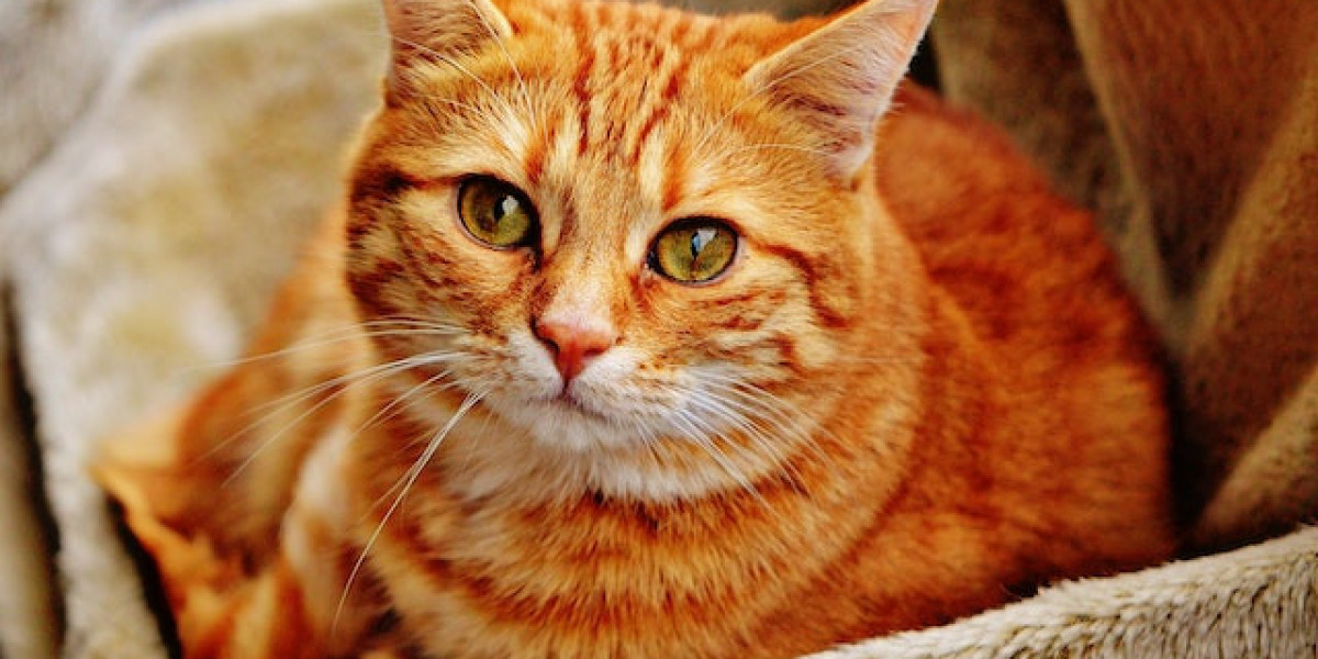 Kedi Hastalıkları Ve Belirtileri Nelerdir? Kedi Hastalıkları Halsizlik?