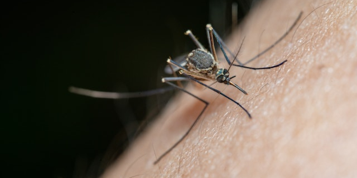 Sivrisinek Isırığı Nasıl Geçer Doğal? Sivrisinek Isırığı Nasıl Geçer Evde?