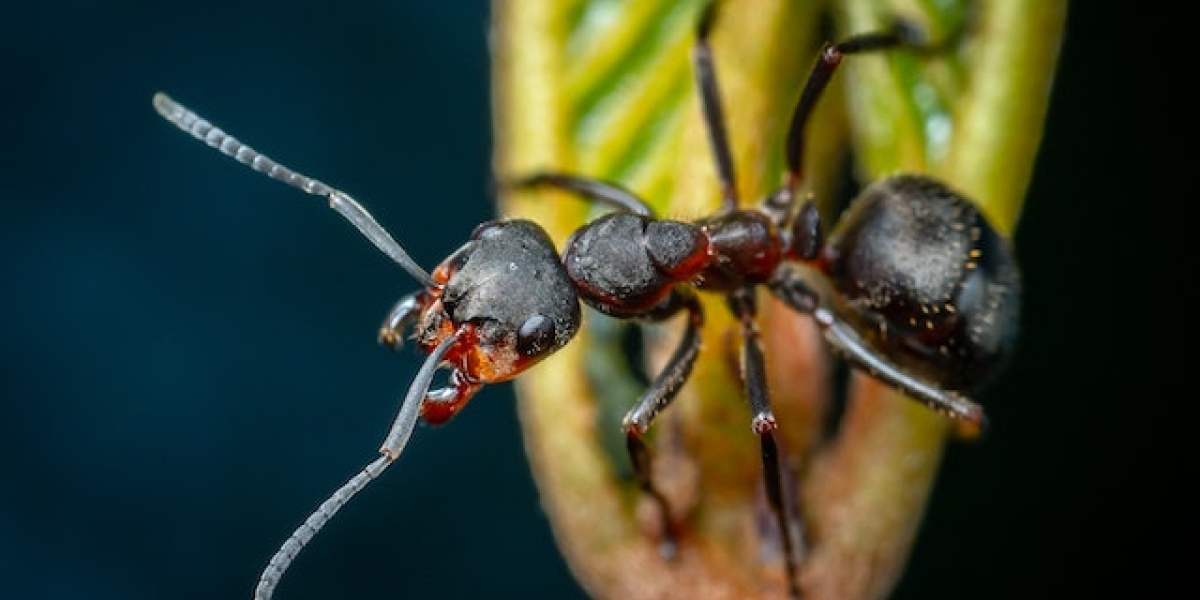 Kaç Çeşit Karınca Vardır? Dünyadaki En Tehlikeli Karınca Türleri Hangileridir?