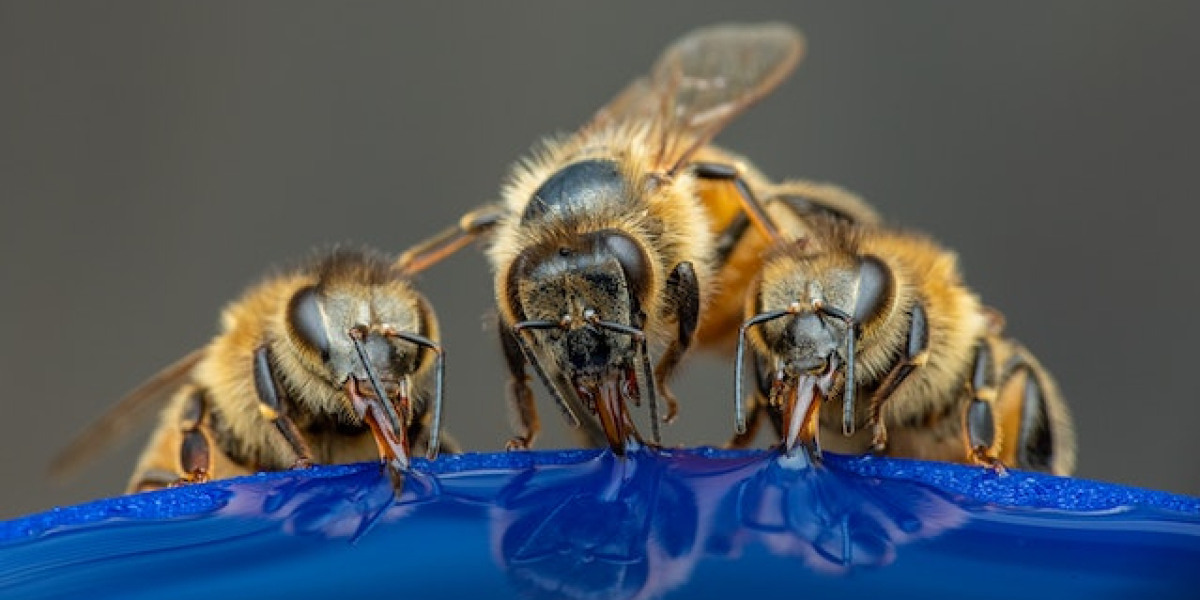 Arı Sokmasına Ne İyi Gelir? Arı Sokmasına Bitkisel Çözümler Nelerdir?