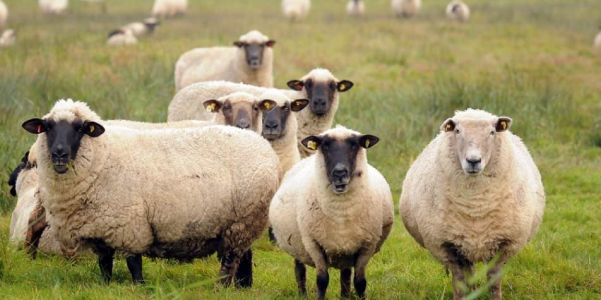 Koyunlar Kaç Kilometre Yürür? Koyun Kaç Saat Otlatılır?