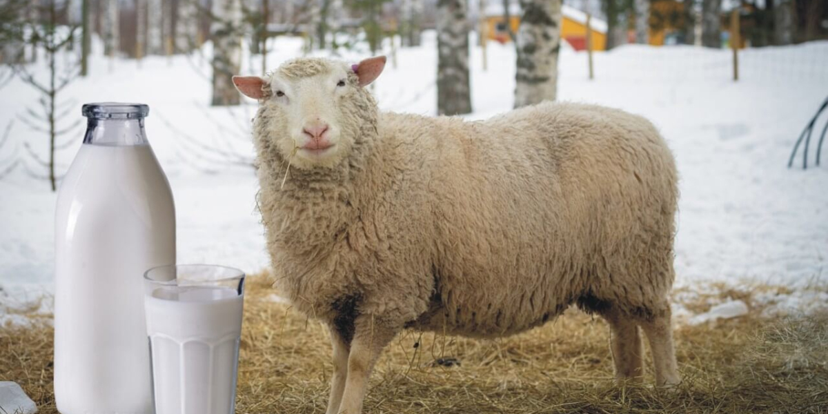 Koyunlar Kaç Kilo Süt Verir? Koyun Günde Kaç Kilo Süt Verir?