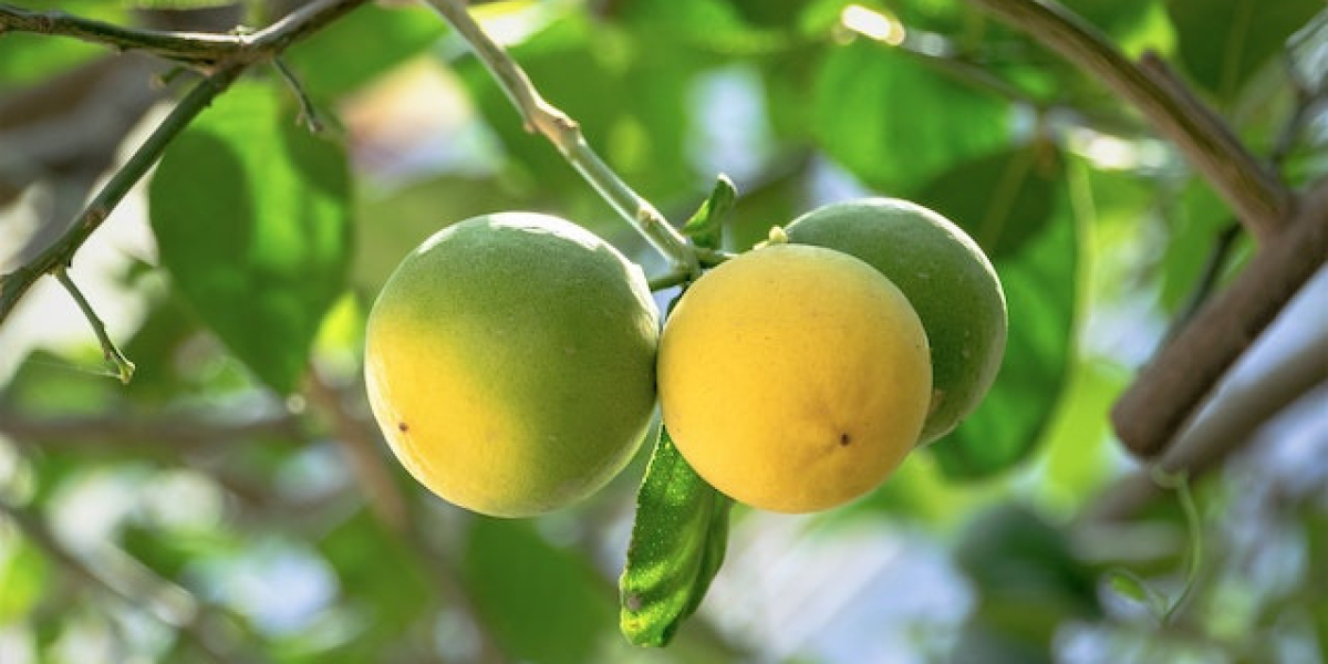 Limon Agaci Kac Yilda Yetişir? Yediveren Limon Ağacı Ne Zaman Meyve Verir?