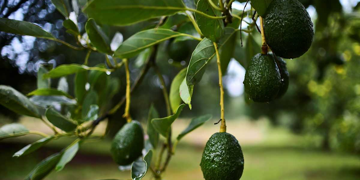 Avokado Kaç Yılda Meyve Verir? Avokado Ağacı Kaç Yılda Meyve Verir?