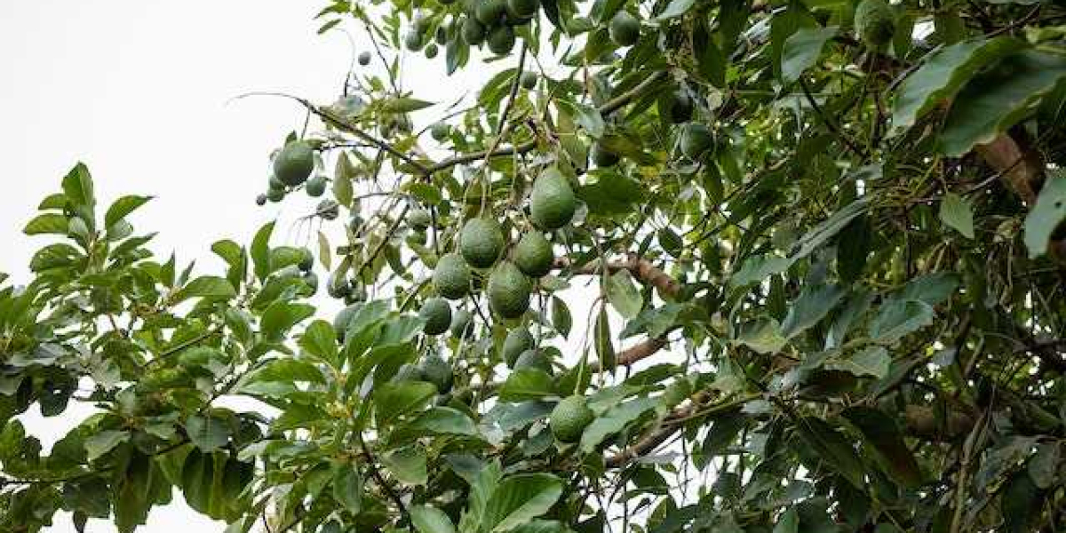 Avokado Kaç Yılda Yetişir? Avokado Ağacı Kaç Yılda Yetişir?