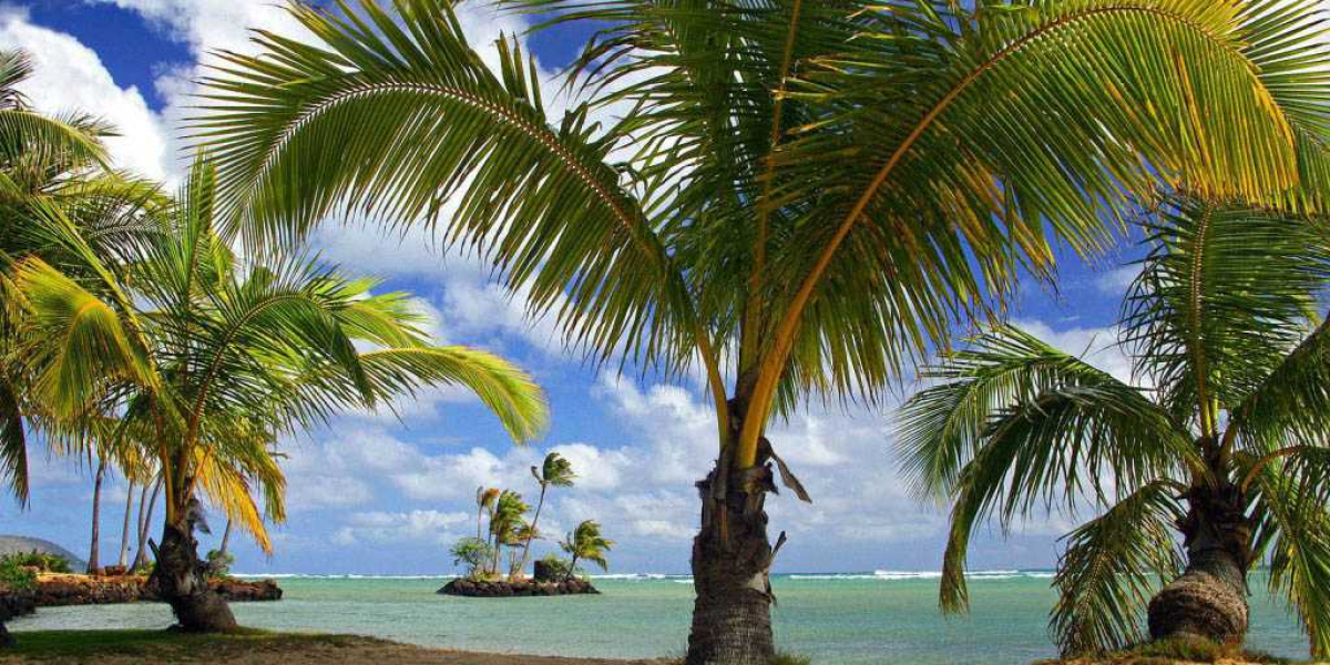 Palmiye Kaç Yilda Buyur? Palmiye Ağacı Kaç Yılda Büyür?