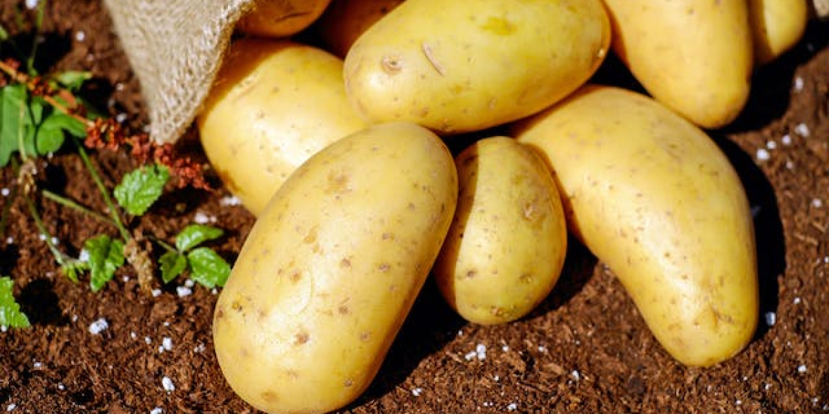 Patates Nasıl Yetiştirilir?