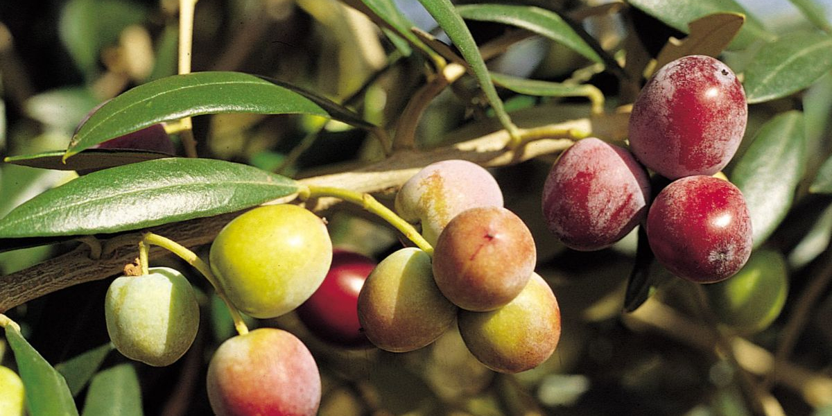 İspanyol Zeytin Kaç Yilda Meyve Verir? Zeytin Ağacı Kaç Yılda Büyür?